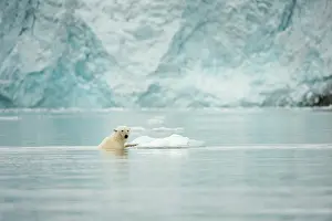 Fuglefjorden: Norway, Spitsbergen, Fuglefjorden. Adult