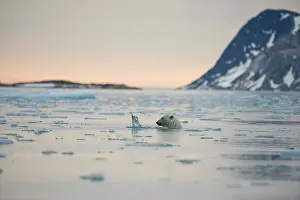 Fuglefjorden: Norway, Spitsbergen, Fuglefjorden. Adult