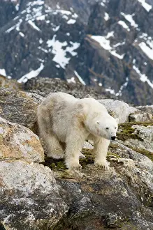 Fuglefjorden: Norway, Spitsbergen, Fuglefjorden. Polar