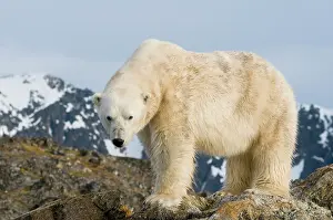 Fuglefjorden: Norway, Spitsbergen, Fuglefjorden. Polar