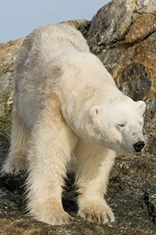 Fuglefjorden: Norway, Spitsbergen, Fuglefjorden. Polar