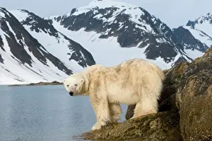 Fuglefjorden: Norway, Spitsbergen, Fuglefjorden. Polar