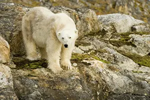 Fuglefjorden: Norway, Spitsbergen, Fuglefjorden. Polar