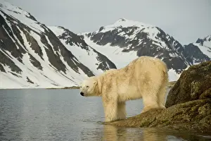 Fuglefjorden: Norway, Spitsbergen, Fuglefjorden. Polar