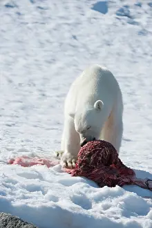 Barbatus: Norway, Spitsbergen, Fuglefjorden. Polar