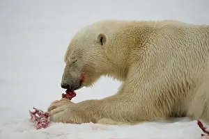 Barbatus: Norway, Spitsbergen, Fuglefjorden. Polar
