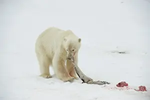 Bone: Norway, Spitsbergen, Fuglefjorden. Polar