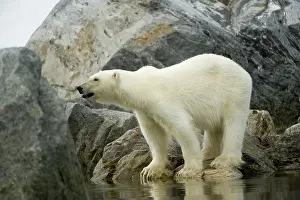 Fuglefjorden: Norway, Spitsbergen, Fuglefjorden. Polar