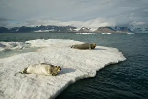 Barbatus: Norway, Spitsbergen, Greenland Sea. Bearded