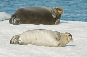 Barbatus: Norway, Spitsbergen, Greenland Sea. Bearded
