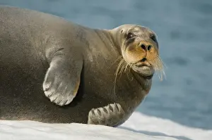 Barbatus: Norway, Spitsbergen, Greenland Sea. Bearded