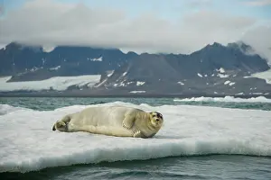 Barbatus: Norway, Spitsbergen, Greenland Sea. Bearded