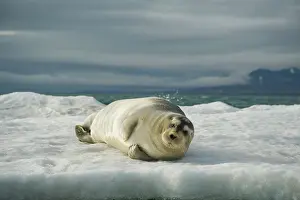 Barbatus: Norway, Spitsbergen, Greenland Sea. Bearded