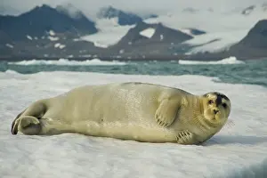 Barbatus: Norway, Spitsbergen, Greenland Sea. Bearded