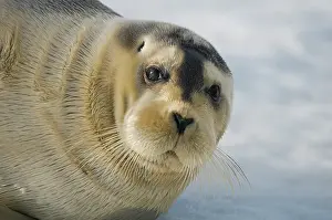 Barbatus: Norway, Spitsbergen, Greenland Sea. Bearded