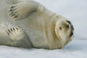 Barbatus: Norway, Spitsbergen, Greenland Sea. Bearded