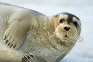 Barbatus: Norway, Spitsbergen, Greenland Sea. Bearded