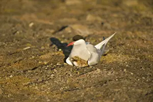 Longyearbyen: Norway, Spitsbergen, Longyearbyen. Arctic