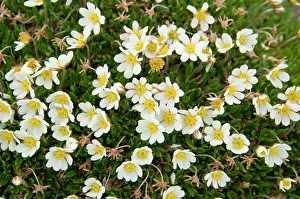 Cluster: Norway, Spitsbergen. Mountain aven (Dryas