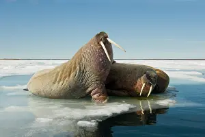 Ivory: Norway, Spitsbergen, Nordauslandet. Walrus