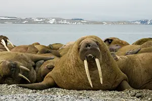 Odobenus: Norway, Spitsbergen, Nordaustlandet. Norway