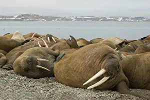 Odobenus: Norway, Spitsbergen, Nordaustlandet. Norway