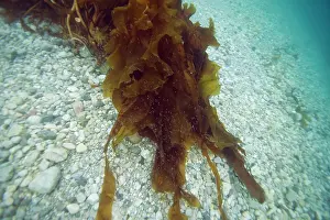 Krill: Norway, Spitsbergen, Nordaustlandet. Thousands