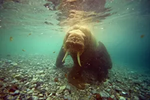Ivory: Norway, Spitsbergen, Nordaustlandet. Walrus