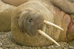Scratching: Norway, Spitsbergen, Nordaustlandet. Walrus
