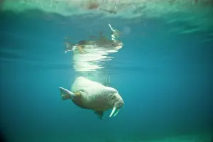 Odobenus: Norway, Spitsbergen, Nordaustlandet. Walrus