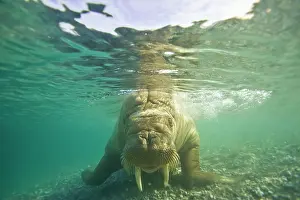 Ivory: Norway, Spitsbergen, Nordaustlandet. Walrus