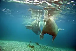 Odobenus: Norway, Spitsbergen, Nordaustlandet. Walrus