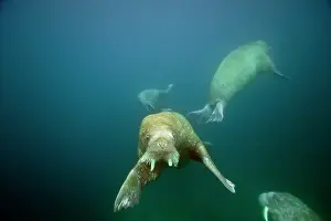 Odobenus: Norway, Spitsbergen, Nordaustlandet. Walrus
