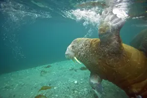 Odobenus: Norway, Spitsbergen, Nordaustlandet. Walrus