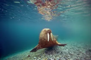 Odobenus: Norway, Spitsbergen, Nordaustlandet. Walrus