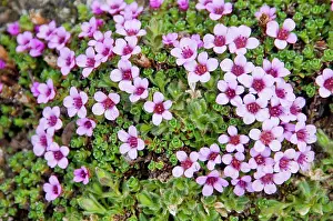 Cluster: Norway, Spitsbergen. Purple saxifrage (Saxifraga