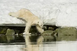 Kazlowski: Norway, Spitsbergen, Sallyhammna. Adult