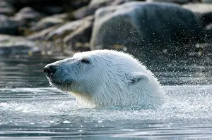 Sallyhammna: Norway, Spitsbergen, Sallyhammna. Polar