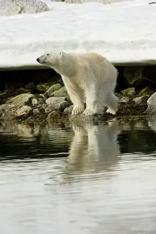 Bone: Norway, Spitsbergen, Sallyhammna. Polar