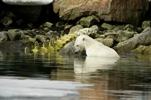 Bone: Norway, Spitsbergen, Sallyhammna. Polar