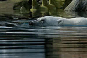 Bone: Norway, Spitsbergen, Sallyhammna. Polar