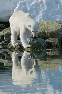 Kazlowski: Norway, Spitsbergen, Sallyhammna. Polar