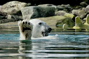 Bone: Norway, Spitsbergen, Sallyhammna. Polar