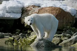 Bone: Norway, Spitsbergen, Sallyhammna. Polar