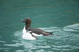 Feathered: Norway, Spitsbergen, St. Jonsfjorden. Brunnich's