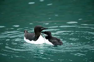 Feathered: Norway, Spitsbergen, St. Jonsfjorden. Brunnich's