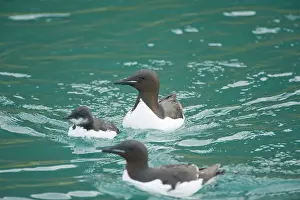 Feathered: Norway, Spitsbergen, St. Jonsfjorden. Brunnich's