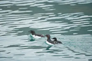 Feathered: Norway, Spitsbergen, St. Jonsfjorden. Brunnich's