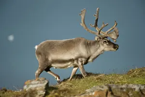 Platyrhynchus: Norway, Spitsbergen, St. Jonsfjorden. Svalbard