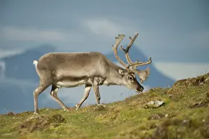 Platyrhynchus: Norway, Spitsbergen, St. Jonsfjorden. Svalbard